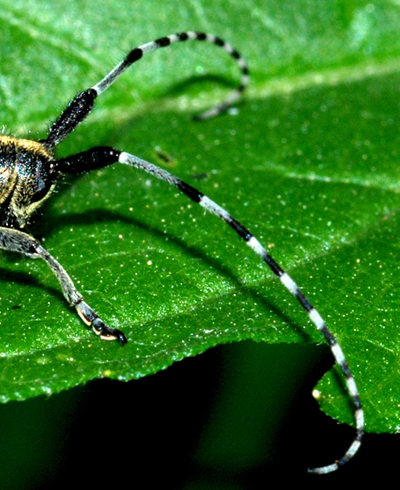 agapanthia sicula o villosvirdens?